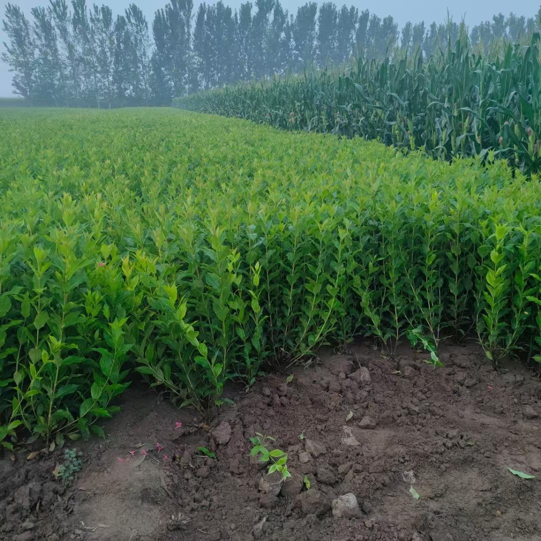 锦带花  红王子锦带花批发  精选厂家