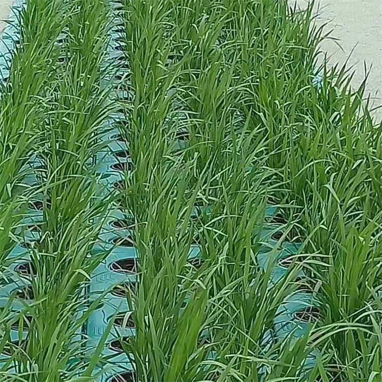 泽吾 生态浮床 人工生态浮岛报价 欢迎咨询