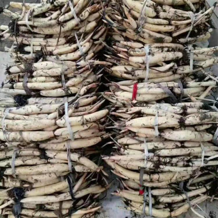 泽吾 荷花苗种子 白洋淀荷花种苗 园林观赏