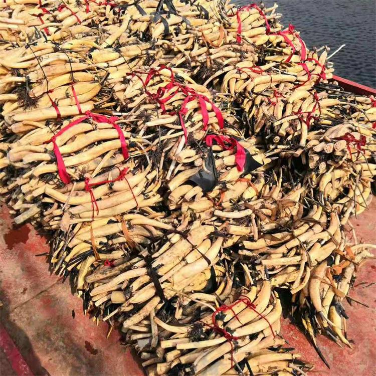 泽吾 荷花苗绿化施工 荷花苗 基地实拍