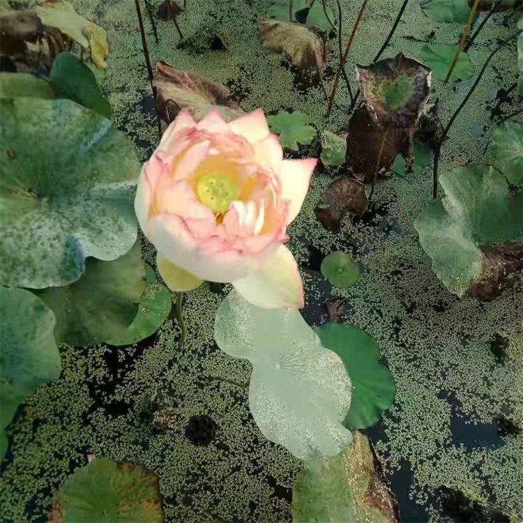 泽吾 荷花种子 荷花苗种苗 露天种植