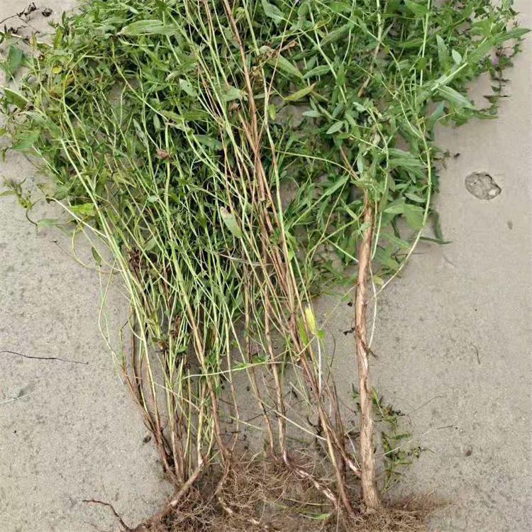 泽吾 水生植物基地 水生植物种植工程 园林观赏