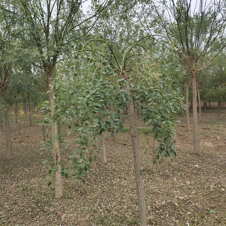 龙爪槐  龙爪槐树苗批发