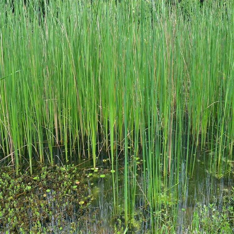 水葱 水葱小苗批发  至善园林