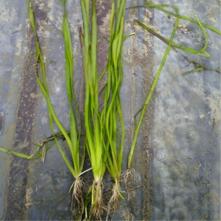 苦草  苦草批发 水生植物种植基地