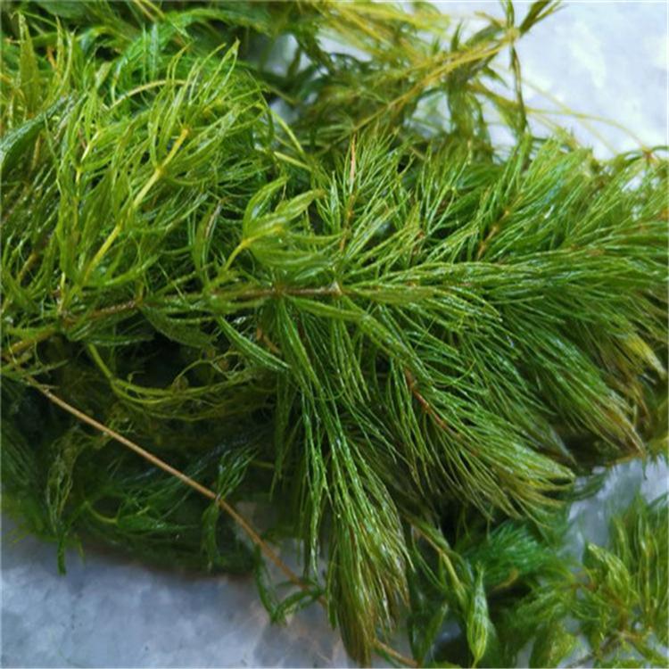 金鱼藻 藻类植物批发  沉水植物订购  净化绿化植物