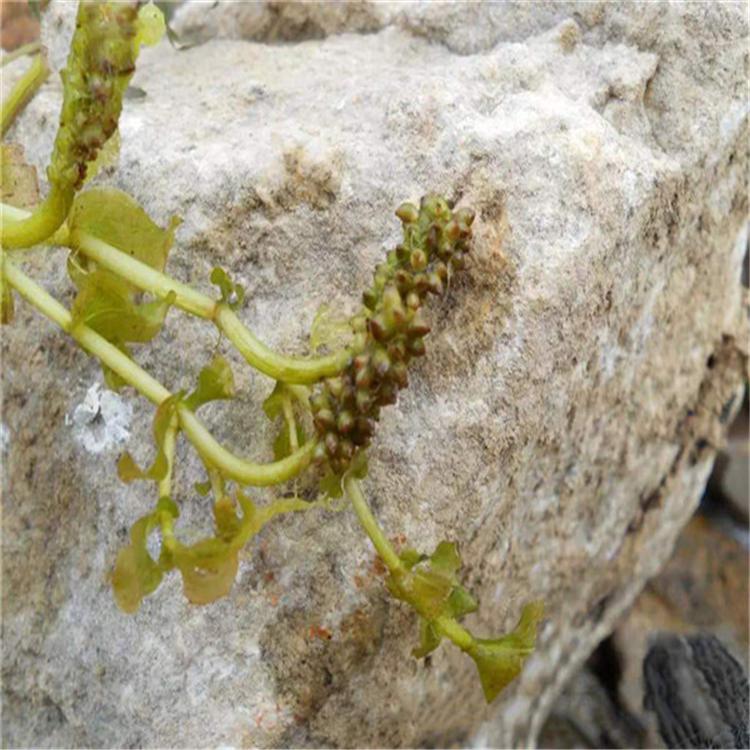 菹草  菹草批发  水生植物养殖基地  菹草价格咨询