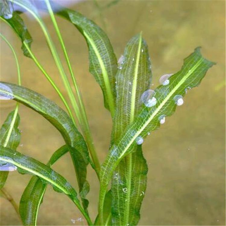 马来眼子菜  眼子菜批发  水生植物种植基地   至善园林