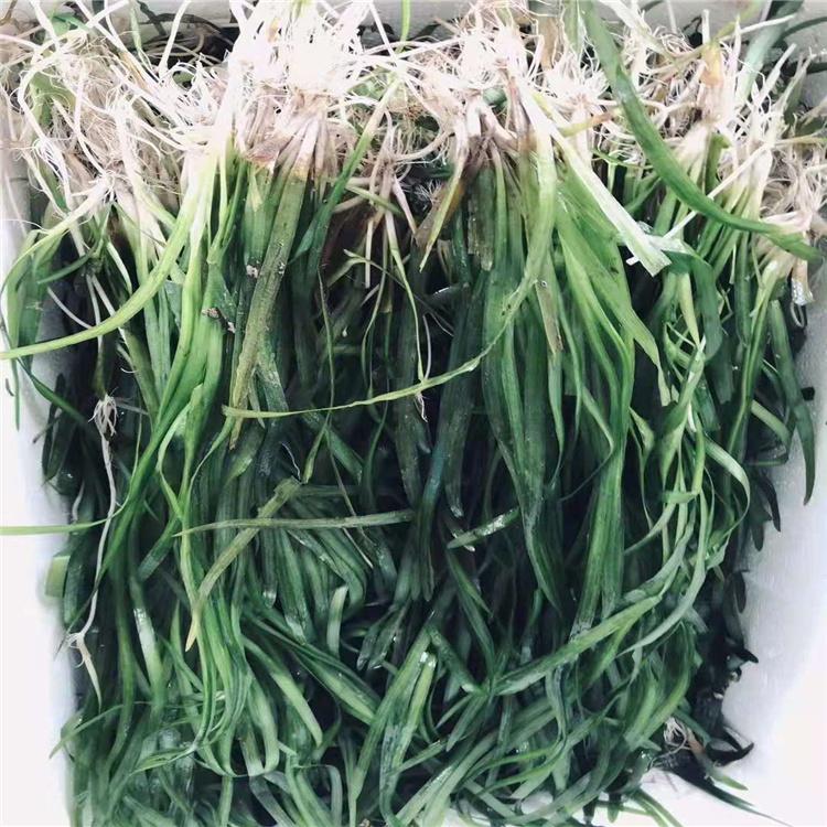 四季常绿矮苦草  枯草苗批发