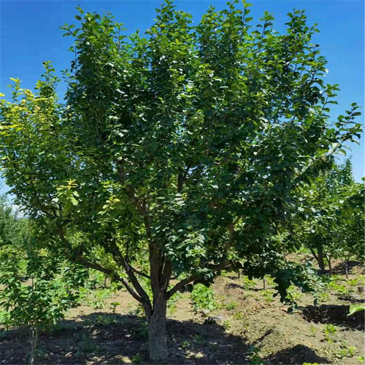八棱海棠 绿化道路专用 海棠树种植基地 西府海棠树 出售海棠