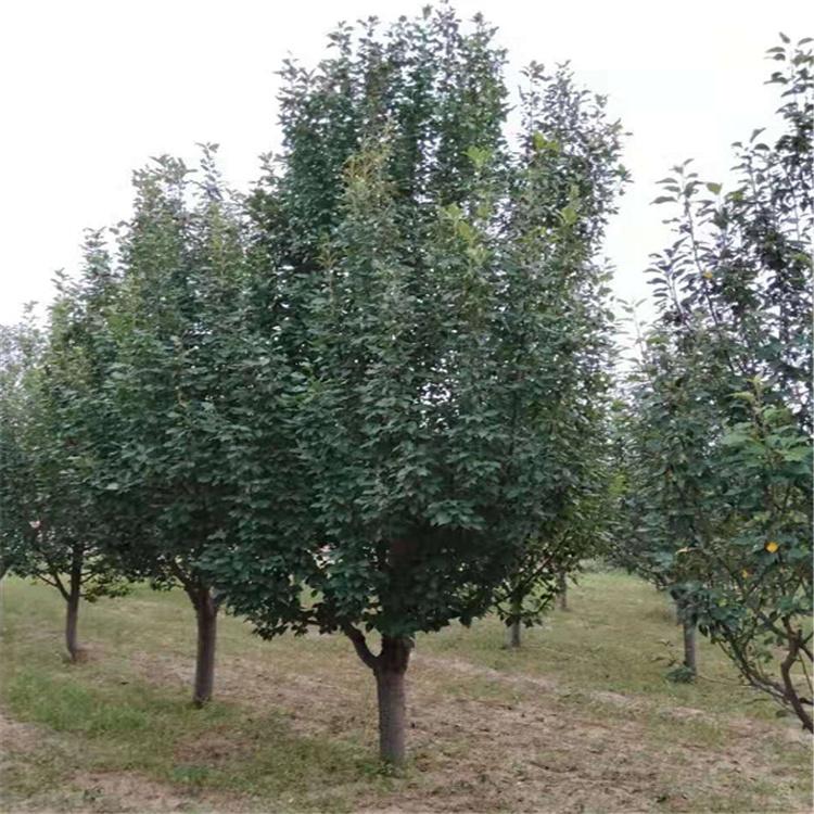 八棱海棠树 供应海棠树苗 枝条细长 树型优美 工程绿化海棠树 厂家直供
