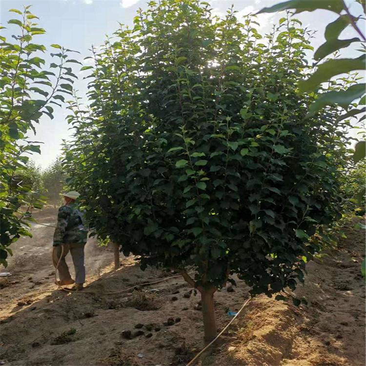 销售供应 海棠花树苗 八棱海棠 办公室海棠花 八棱海棠树苗种植基地