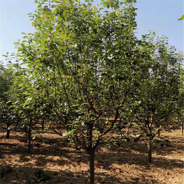 绚丽海棠树种植 八棱海棠景观树 八棱海棠绿植基地考察 八棱海棠树存活率高