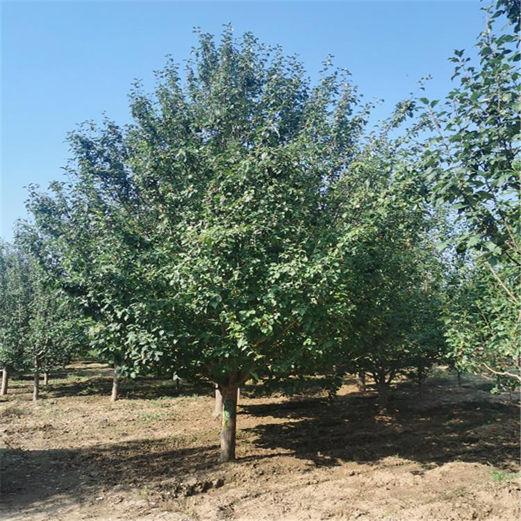 现货供应 八棱海棠价格 张家口 园林海棠树 苗木基地 厂家
