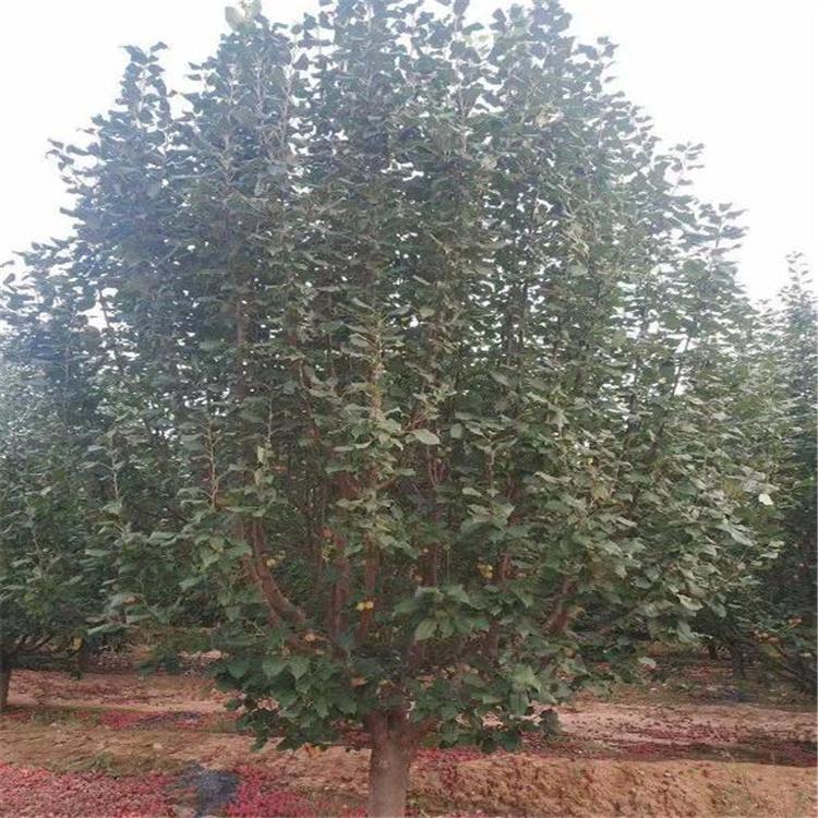 八棱海棠树批发 海棠树树苗 公园观赏海棠树 海棠风景树 八棱海棠树 常年供应