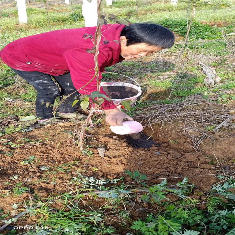 黑河柑橘用有机肥现货直销 自院田 生物有机肥现货直销