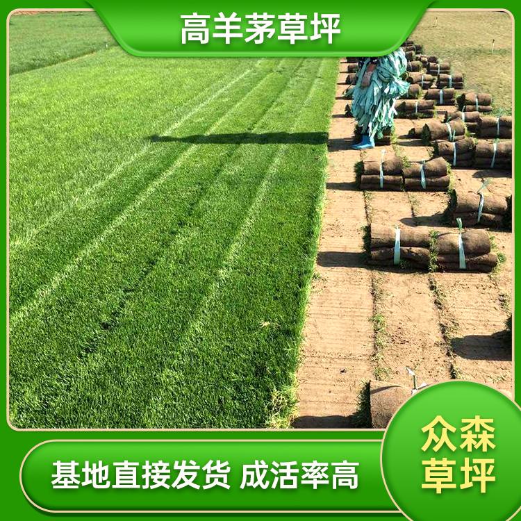 公共绿地草坪铺设 高羊茅草坪 耐寒 抗病性强现货供应