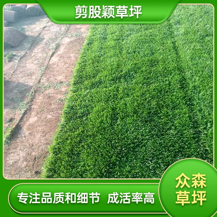 细弱型剪股颖草坪 细弱型剪股颖批发