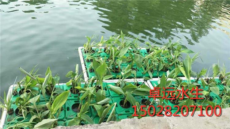 生态浮岛批发 花卉浮岛多年保质 生态浮岛