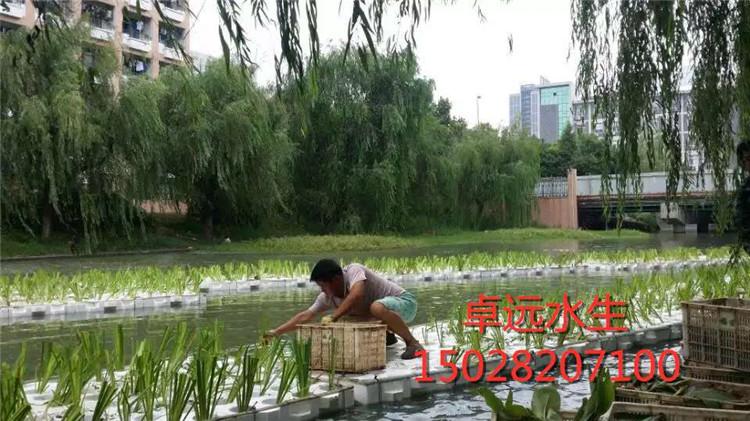 绿景生态浮岛 人工浮岛价格 优质浮岛种植基地